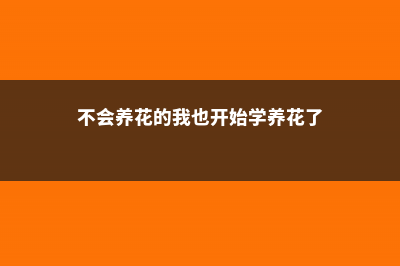 视频：养花不会浇水？花儿如何浇水一下就知道！ (不会养花的我也开始学养花了)