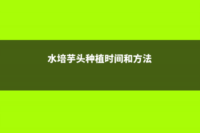 芋头水培视频：这样水培芋头比有毒的滴水观音美100倍 (水培芋头种植时间和方法)