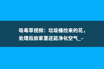 吸毒草视频：垃圾桶捡来的花，处理后放家里还能净化空气 – 