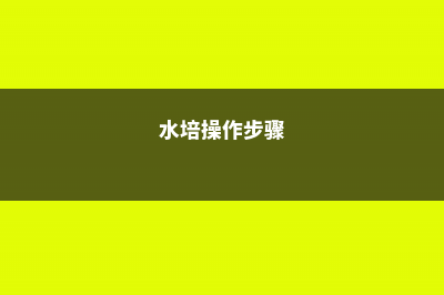 水培视频：刚买的富贵竹瓶中加点料，生根快不黄叶！ (水培操作步骤)