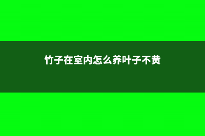 竹子在室内怎么种 (竹子在室内怎么养叶子不黄)