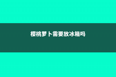 买来的樱桃萝卜种子如何播种 (樱桃萝卜需要放冰箱吗)