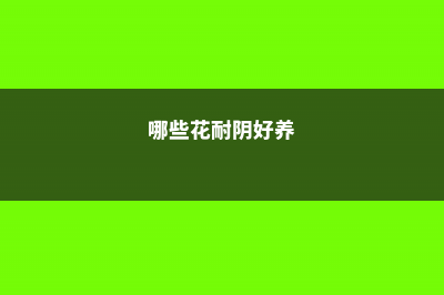 这些花超耐阴,屋里光照不好,也能开花不断 (哪些花耐阴好养)