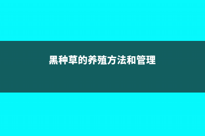 黑种草的养殖方法和注意事项 (黑种草的养殖方法和管理)