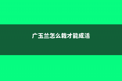 广玉兰怎么播种 (广玉兰怎么栽才能成活)