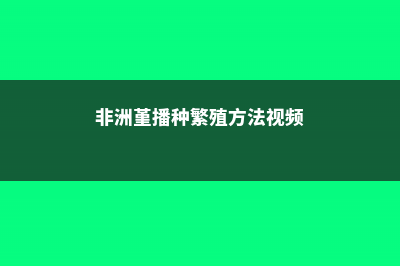 非洲堇播种繁殖全过程 (非洲堇播种繁殖方法视频)