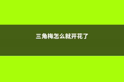 三角梅开到爆，太茂盛了 (三角梅怎么就开花了)