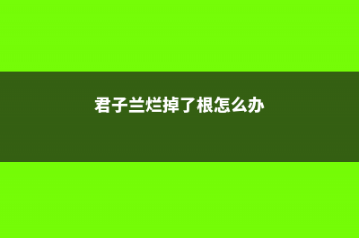 君子兰、绿萝烂根，方法很简单 (君子兰烂掉了根怎么办)