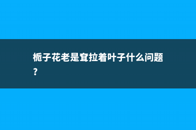 栀子花、吊兰老烂根，学会修剪，妥妥的 (栀子花老是耷拉着叶子什么问题?)