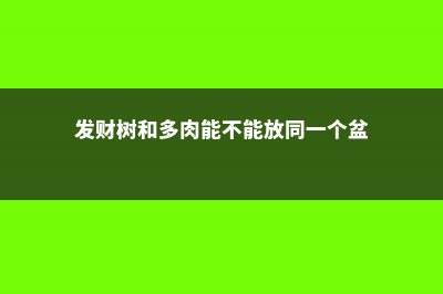 多肉和发财树烂根？别扔，剪就可以 (发财树和多肉能不能放同一个盆)