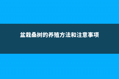 盆栽桑树怎么修剪 (盆栽桑树的养殖方法和注意事项)