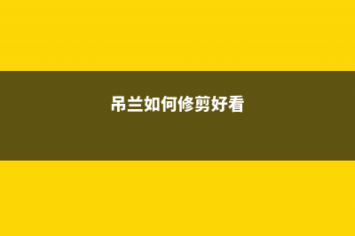 吊兰修剪方法汇集，黄叶、烂根都不怕 (吊兰如何修剪好看)