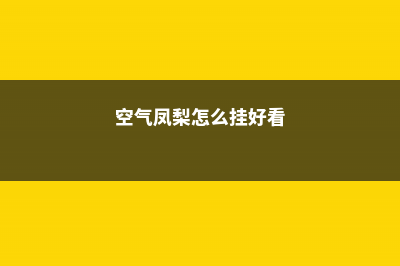 空气凤梨窗帘的制作及养护 (空气凤梨怎么挂好看)