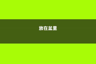 盆里扔点这3种过期药片，花儿想发黄、生病都难 (放在盆里)