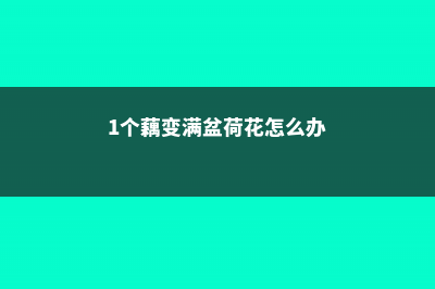 1个藕变满盆荷花，不仅美翻了，还有意外收获 (1个藕变满盆荷花怎么办)