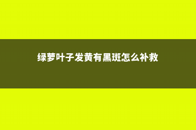 绿萝叶子发黄，趁着春天这样做，叶子变绿还爆盆了 (绿萝叶子发黄有黑斑怎么补救)