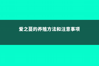 爱之蔓，养成垂吊爆盆，你要学会这4点技巧 (爱之蔓的养殖方法和注意事项)