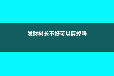 发财树长得不好看？如何修剪，看看花友是怎么做的 (发财树长不好可以剪掉吗)