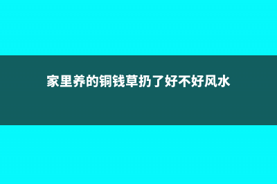 家里养的铜钱草快死了，这样就能救 (家里养的铜钱草扔了好不好风水)