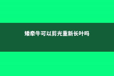 矮牵牛能够月月开花吗 (矮牵牛可以剪光重新长叶吗)