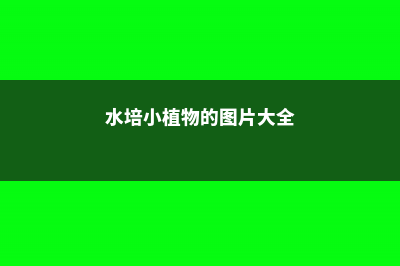 教你2招水培小技能，省钱又简单！不看别后悔 (水培小植物的图片大全)