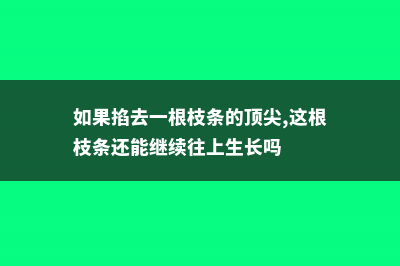 掐根枝扔水里，奇迹发生了 (如果掐去一根枝条的顶尖,这根枝条还能继续往上生长吗)