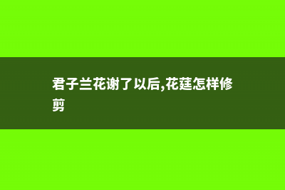 花谢后的君子兰这样做，不然再也开不了花 (君子兰花谢了以后,花莛怎样修剪)