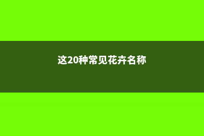 这20种常见花卉的浇水方法，一定要学 (这20种常见花卉名称)