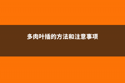 多肉叶插视频：学会这种方法，100%成功 (多肉叶插的方法和注意事项)