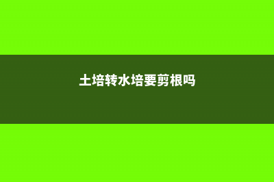 土培转水培水培：养花不用土，一杯水就可以 (土培转水培要剪根吗)