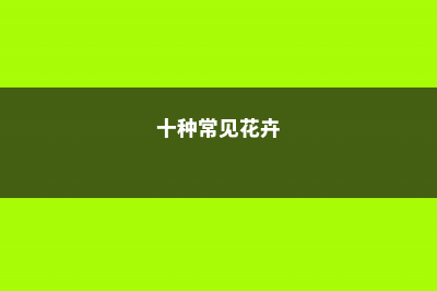 这些花卉很常见，快来看看它们的养殖方法 (十种常见花卉)