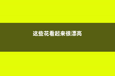 这些花不仅颜值高，而且还能帮你美容养颜 (这些花看起来很漂亮)