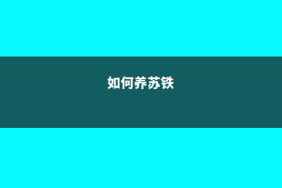 苏铁怎么施肥 (如何养苏铁)