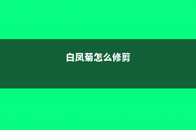 白凤菊的繁殖方法 (白凤菊怎么修剪)