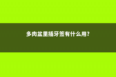 多肉从牙签苗长到比脸大，功臣竟是它 (多肉盆里插牙签有什么用?)