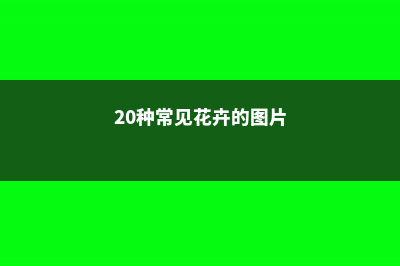 20种常见花卉的养殖技巧 (20种常见花卉的图片)