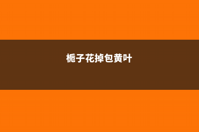 栀子发黄掉苞不开花，教你1个动作，立马开满盆 (栀子花掉包黄叶)