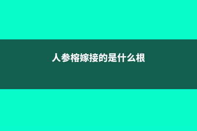 人参榕怎么嫁接 (人参榕嫁接的是什么根)