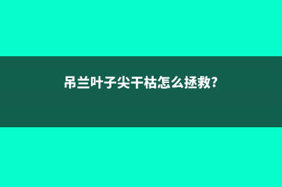 吊兰叶子老干尖？用了这1招，立马绿油油 (吊兰叶子尖干枯怎么拯救?)