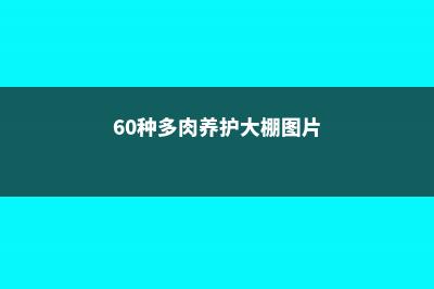 60种多肉养护大合集！超全超实用，肉迷必看 (60种多肉养护大棚图片)