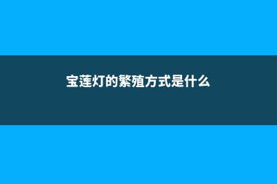 宝莲灯的繁殖方法有哪些 (宝莲灯的繁殖方式是什么)