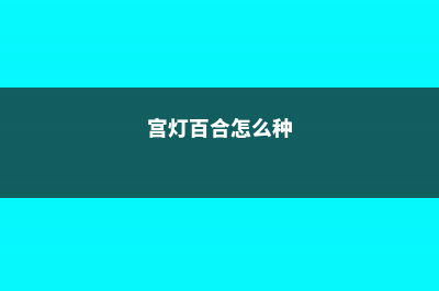 宫灯百合的繁殖方法 (宫灯百合怎么种)