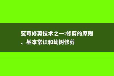 蓝莓的修剪方法 (蓝莓修剪技术之一:修剪的原则、基本常识和幼树修剪)