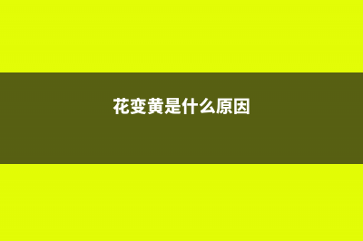 你的花老是发黄病殃殃？是因为少做了这件事 (花变黄是什么原因)