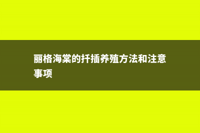 丽格海棠的扦插技巧 (丽格海棠的扦插养殖方法和注意事项)