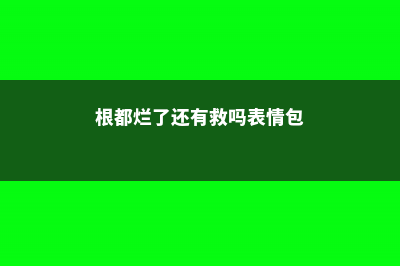 根全烂了别扔，这样做，分分钟把花救活 (根都烂了还有救吗表情包)