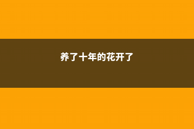 他养花十年没换过盆，年年花开满枝，只因为做了这个 (养了十年的花开了)