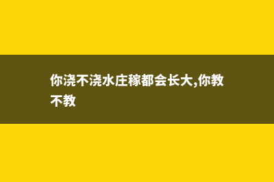 浇水你都不会，能把花养好才怪 (你浇不浇水庄稼都会长大,你教不教)