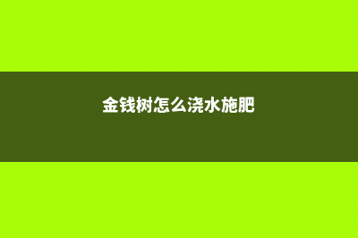 金钱树怎么浇水施肥 (金钱树怎么浇水施肥)