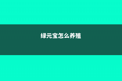 绿元宝怎么播种 (绿元宝怎么养殖)